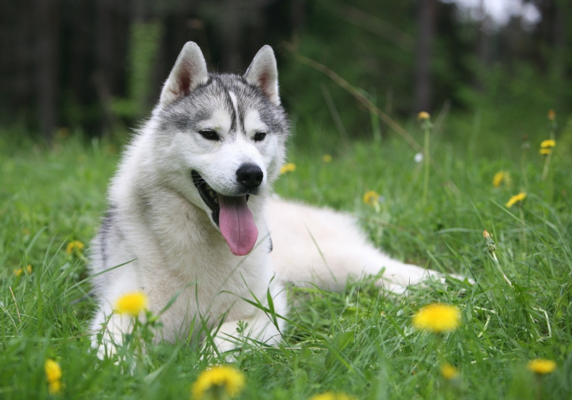 dog-husky